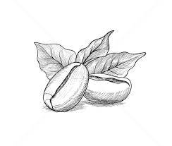 Alternatively, they could record using a digital camera and printing and sticking in. Coffee Beans With Leaves Drink Coffee Banner Food Label Vector Illustration C Terriana 9142611 Stockfresh