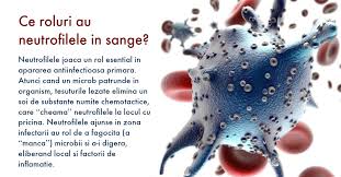 La copiii de până în 2 ani, intervalul normal de limfocite este cuprins între 3 000. Neutrofile Scazute Sau Neutrofile Crescute Cum Sa Interpretezi Analizele De Sange