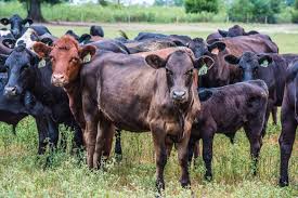 Cattle Comparison Pasture Raised Grassfed Cattle Vs Feedlot Grain Finished Cattle