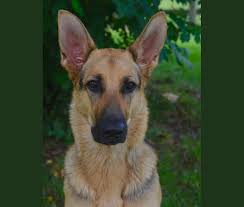 We did not find results for: Embark Dog Dna Test Breed