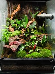 Scales Tails Wings And Things Reptile Habitat Gecko Terrarium Gecko Vivarium