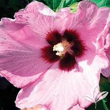 Aphrodite Althea for Sale at The Grass Pad