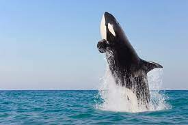 Orcas, Aka Killer Whales, Are Actually Big Dolphins - Business Insider