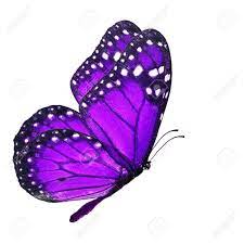 19 monarch butterfly hd wallpapers and background images. Beautiful Purple Monarch Butterfly Flying Isolated On White Background Stock Photo Picture And Royalty Free Image Image 43648148