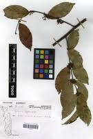 Image result for Salacia leptoclada