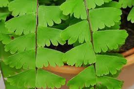 Image result for Adiantum comorense