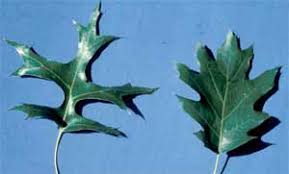 Autumn brings even more appeal and gives a great look. Pin Oak