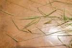 Image result for Tetrapogon tenellus