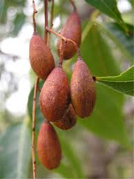 Image result for Toona