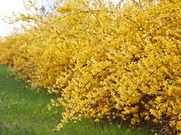 10 best low maintenance bushes of august 2020. Low Maintenance Shrubs You Shouldn T Prune