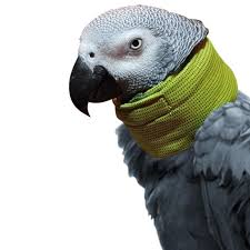 Birds Be Safe Collar Huggle Soft Neck Collar For Severe Feather Plucking Parrot Feather Parrot Bird Collar