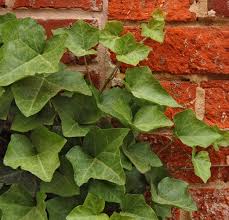 Harga bibit tanaman bunga peace lily spatufilm sepatu film peace lili. Jual Tanaman English Ivy Bibitbunga Com