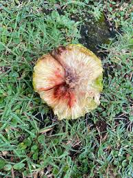 Image result for Maclura africana