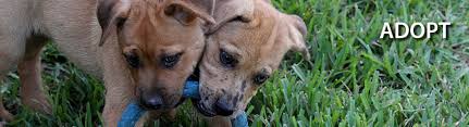 Adopt pet birds in kentucky. Adopt