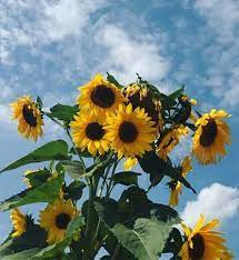 Blue sky photography, bayview heights. Yellow Tumblr And Photography Image 7663463 On Favim Com