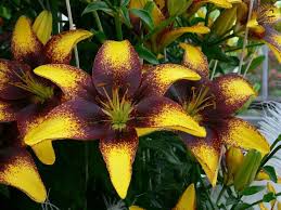 Cumpara acum, 100% sigur prin garantia de livrare. Crini Imperiali 27de Culori Bulbi De Vanzare Madalinayly Pagina 6