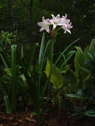 Image result for Crinum rautanenianum