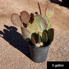 Image result for Opuntia