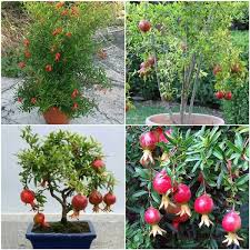 Growing pomegranate tree in pots is not difficult. Growing Pomegranate In Containers Pots Backyards Agri Farming
