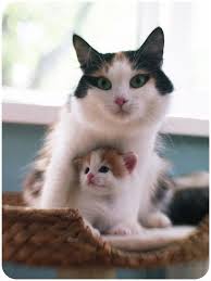 Looks Like My Daisy Mae She Was The Best Cat Ever Rip Daisy Gone Almost 20 Years Now Cute Cats Cats Pretty Cats