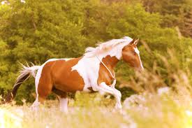 Maybe you would like to learn more about one of these? Paint Horse Breed Horseclicks