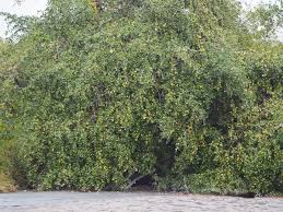 Image result for Ziziphus mauritiana