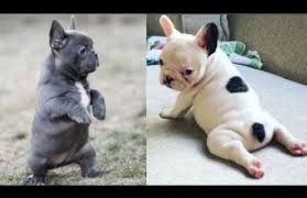 Despite their name, french bulldog puppies actually come from england, where they were bred as since the turn of the century. Cute Puppies Doing Funny Things 2019 25 Cutest Dogs Cutest Puppies City Funny Flicker Videos