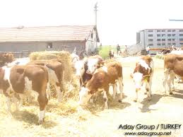 Aday Grup A C C International Trading Group Farm Canli Besilik Sigir Ve Gebe Duve Ithal Besilik Gebe Duve Satisi Ve Fiyatlari