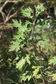 Image result for Berkheya bipinnatifida