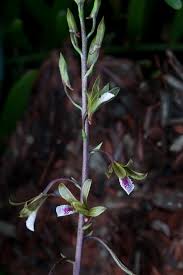 Image result for Eulophia elegans