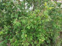 Image result for Vitex payos