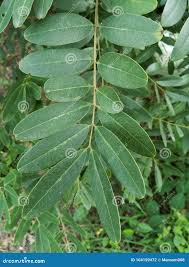 Image result for Senna siamea