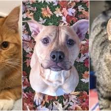 Find cats and kittens for adoption at the michigan humane society. Check Out The Pets You Can Adopt Fee Free In Minneapolis On Friday Bring Me The News