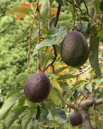 Looking for unusual fruiting plants and trees to create your own botanical gardens? Avocado Wikipedia