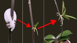 Image result for orchid cuttings