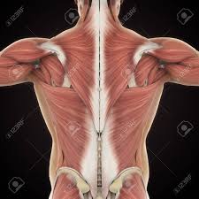 The calf or posterior surface of the leg. Muscles Of The Back Anatomy Stock Photo Picture And Royalty Free Image Image 116215295