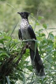 Birds Of South Africa Book Bird Book Page 72 South African Birds Wild Birds Birds
