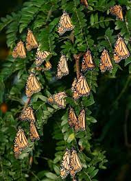Los Santuarios De La Mariposa Monarca Mexico Mariposa Monarca Monarcas Danaus Plexippus