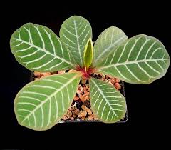 Image result for Euphorbia distinctissima
