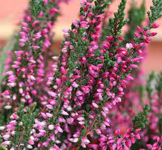 Add These Winter Flowering Plants For Cold Weather Color Heather Plant Heather Flower Plants