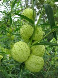 Balloon Plant Milkweed Pods Gomphocarpus Physocarpus October Flowers September Flowers Planting Flowers