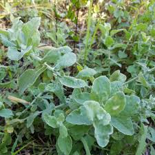 Image result for Helichrysum panduratum