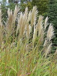 Sinensis on biodiversity, although there is concern for areas invaded in usa and new south wales. Miscanthus Sinensis Chinese Silver Grass Seeds Redemption Seeds
