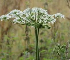 10 Unkrauter Die Man Essen Kann Ubersicht Plantura Giersch Giersch Rezepte Heilpflanzen