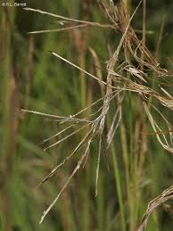 Image result for Heteropogon contortus
