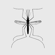 If you saw a mosquito that has black and white stripes on its body and legs, you may have seen one of the asian tiger mosquitoes that are invading the united states. Peril On Wings 6 Of America S Most Dangerous Mosquitoes The New York Times