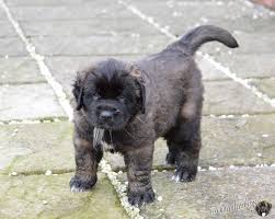 Delboy Puppies Puppies Dogs Cute Puppies