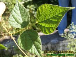 Image result for Rhynchosia luteola