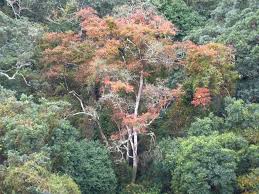 Image result for Combretum kraussii