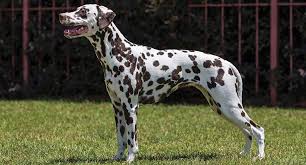 They are lively, independent, and bright. Short Haired Dogs Best Breeds And Grooming Needs Petfinder